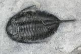 Mucronaspis & Selenopeltis Trilobites - Reduced Price #19808-2